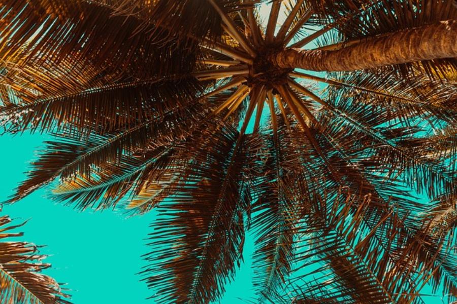 palm-trees-3619180_640